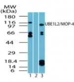 UBE1L2 Antibody in Western Blot (WB)