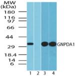 GNPDA1 Antibody in Western Blot (WB)