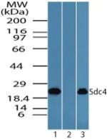 Syndecan 4 Antibody in Western Blot (WB)