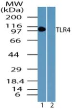 TLR4 Antibody in Western Blot (WB)