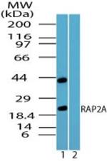RAP2A Antibody in Western Blot (WB)