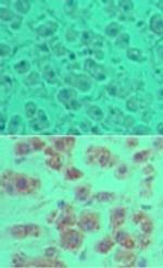 OTUD5 Antibody in Immunohistochemistry (Paraffin) (IHC (P))