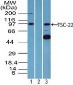 TSC22D1 Antibody in Western Blot (WB)