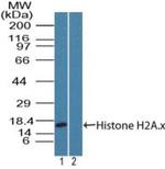 Histone H2A.X Antibody in Western Blot (WB)