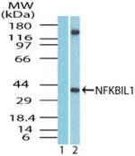 NFKBIL1 Antibody in Western Blot (WB)