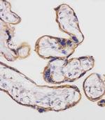 CD98 Antibody in Immunohistochemistry (Paraffin) (IHC (P))