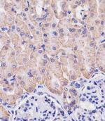 CD98 Antibody in Immunohistochemistry (Paraffin) (IHC (P))