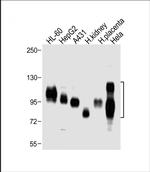 CD98 Antibody in Western Blot (WB)