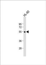 MCHR1 Antibody in Western Blot (WB)