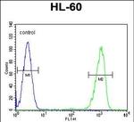 ENTPD3 Antibody in Flow Cytometry (Flow)