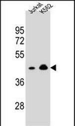 OR10A4 Antibody in Western Blot (WB)