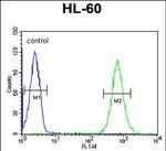 MICALL2 Antibody in Flow Cytometry (Flow)