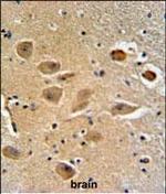 MICALL2 Antibody in Immunohistochemistry (Paraffin) (IHC (P))