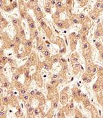 PSMAL Antibody in Immunohistochemistry (Paraffin) (IHC (P))