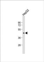 G6PC Antibody in Western Blot (WB)