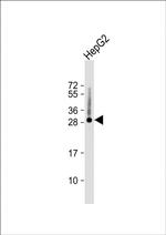 Histone H1.5 Antibody in Western Blot (WB)