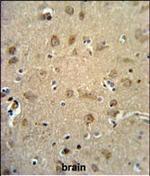 RTN4RL1 Antibody in Immunohistochemistry (Paraffin) (IHC (P))