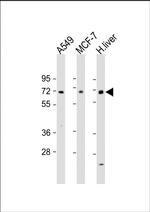 HABP2 Antibody in Western Blot (WB)