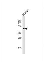 BHLHE41 Antibody in Western Blot (WB)