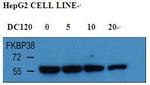 FKBP8 Antibody in Western Blot (WB)