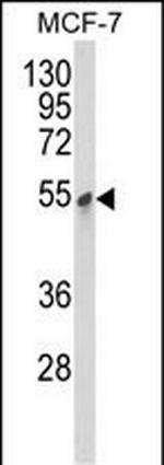 PDK3 Antibody in Western Blot (WB)