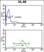 BAHD1 Antibody in Flow Cytometry (Flow)