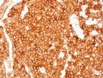 TGR5 Antibody in Immunohistochemistry (Paraffin) (IHC (P))