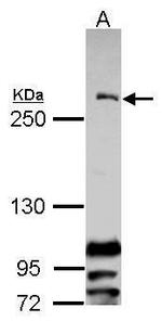 CENPF Antibody in Western Blot (WB)