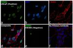 FOXA1 Antibody in Immunocytochemistry (ICC/IF)