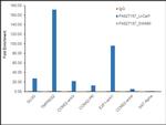 FOXA1 Antibody