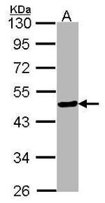 FOXA2 Antibody in Western Blot (WB)