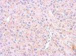 HTR1F Antibody in Immunohistochemistry (Paraffin) (IHC (P))