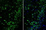 DRD1 Antibody in Immunohistochemistry (Frozen) (IHC (F))