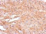 DRD1 Antibody in Immunohistochemistry (Paraffin) (IHC (P))