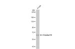 FZD10 Antibody in Western Blot (WB)