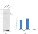 Rb Antibody in Western Blot (WB)