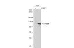 PARP1 Antibody in Western Blot (WB)