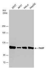 PARP1 Antibody in Western Blot (WB)