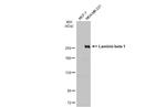 Laminin beta-1 Antibody in Western Blot (WB)