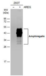 Amphiregulin Antibody in Western Blot (WB)