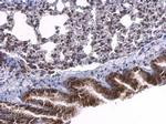 SRF Antibody in Immunohistochemistry (Paraffin) (IHC (P))