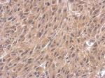 WNT4 Antibody in Immunohistochemistry (Paraffin) (IHC (P))