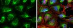 Prohibitin Antibody in Immunocytochemistry (ICC/IF)