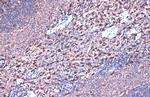 HMOX1 Antibody in Immunohistochemistry (Paraffin) (IHC (P))