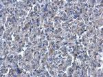 HMOX1 Antibody in Immunohistochemistry (Paraffin) (IHC (P))