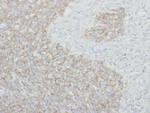 NARS Antibody in Immunohistochemistry (Paraffin) (IHC (P))