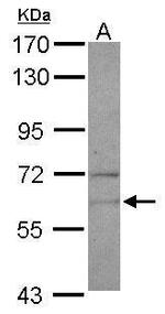 NARS Antibody in Western Blot (WB)