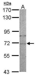 NARS Antibody in Western Blot (WB)