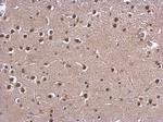 CBP Antibody in Immunohistochemistry (Paraffin) (IHC (P))