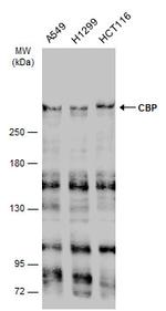 CBP Antibody in Western Blot (WB)